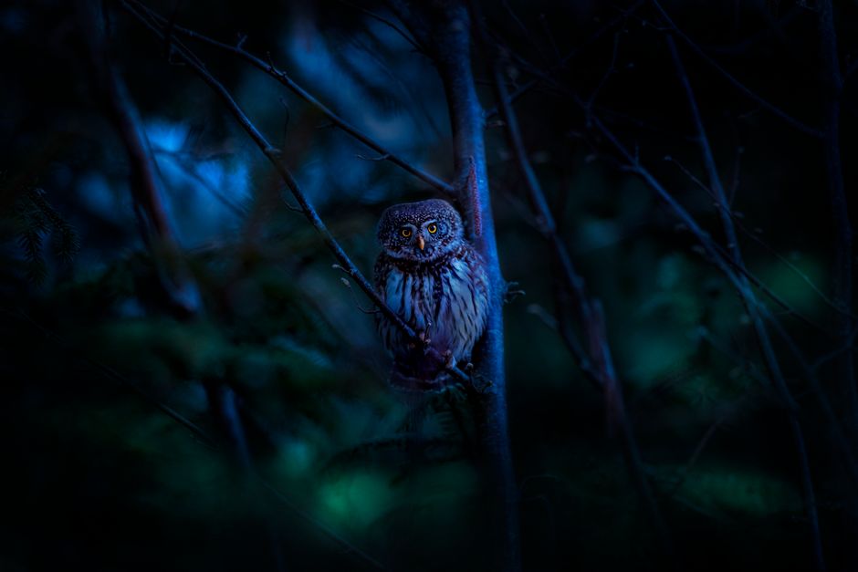 Dark and enchanting capture of a Eurasian Pygmy Owl perched on a tree branch at night.