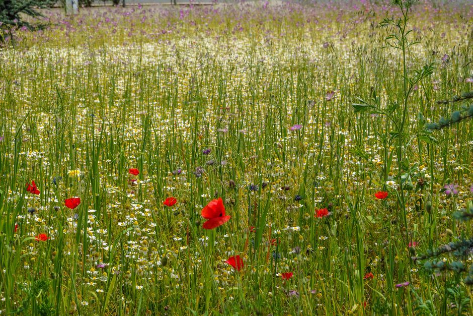 A vibrant wildfield with blooming flowers and greenery, capturing the essence of spring.