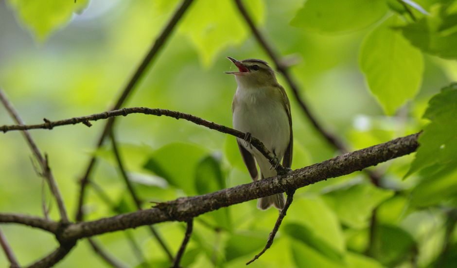 A singing bird perched on a branch amidst vibrant green foliage in a forest setting.
