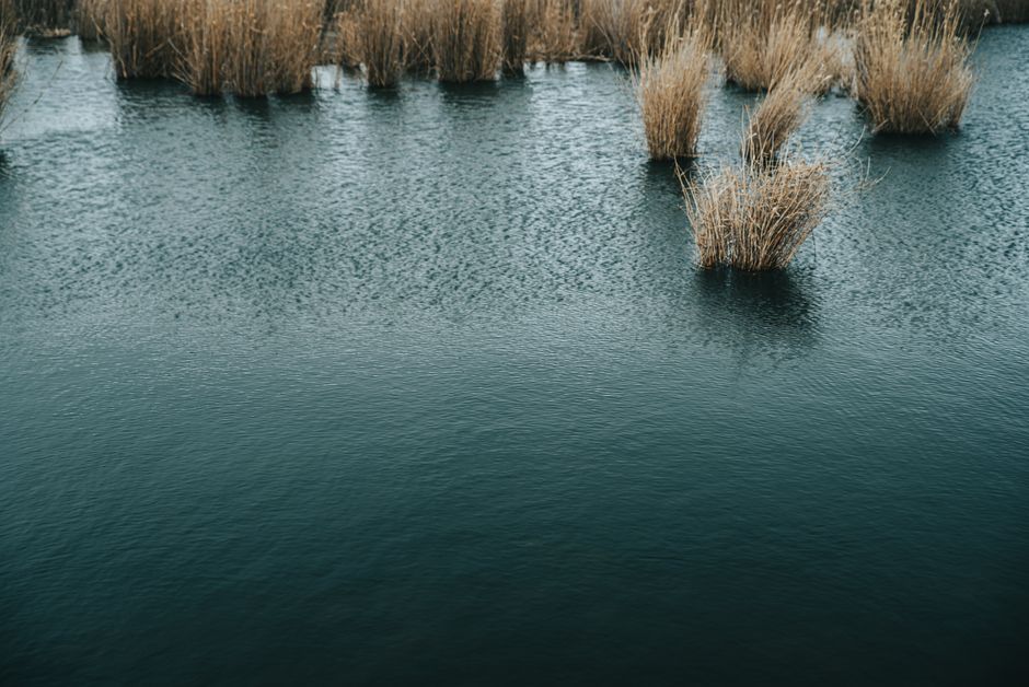 Serene image of reeds growing in a calm wetland, reflecting the tranquil atmosphere of nature.